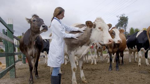 24 Veterinarios - Imprescindibles